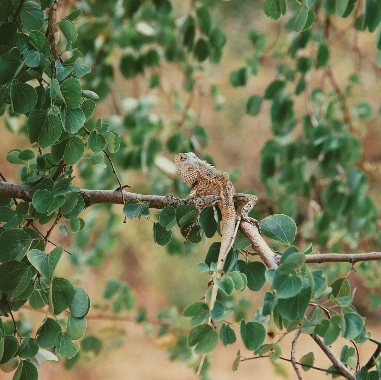Lizard in the udawalawe park