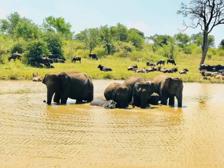 Elephants udawalawe