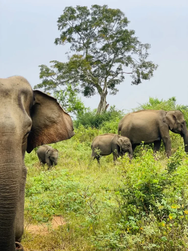 Eliphant in udawalawe safari