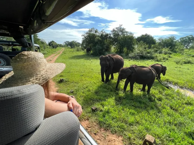 Girl elephants watching on the jeep 1