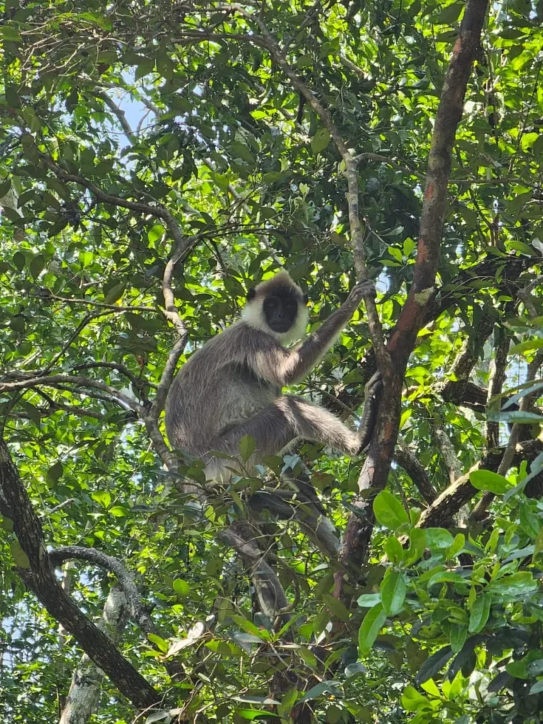 Money in the udawalawe park