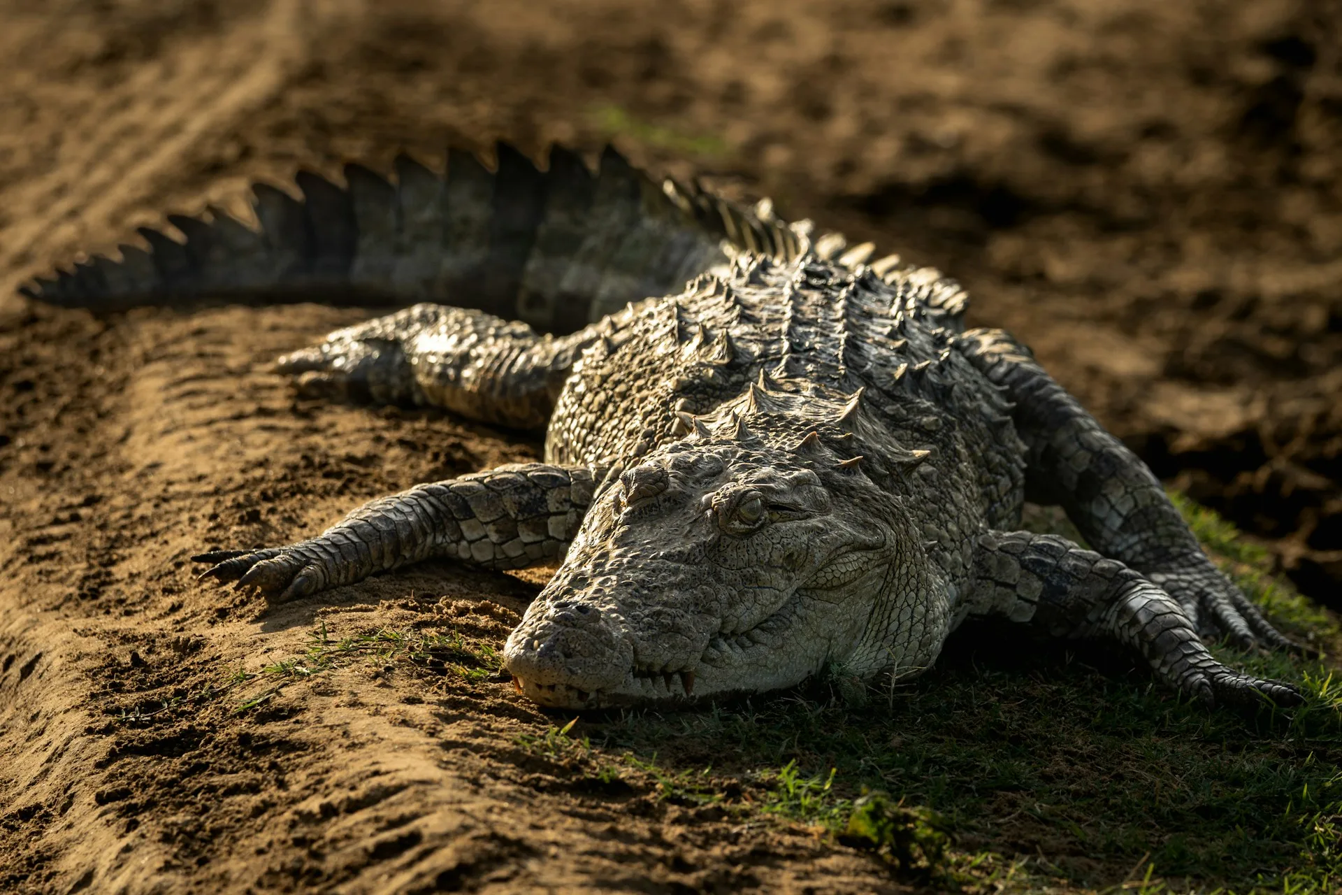 Crocodile crossing a road in Udawalawe National Park during the best time to visit Sri Lanka for wildlife experiences.