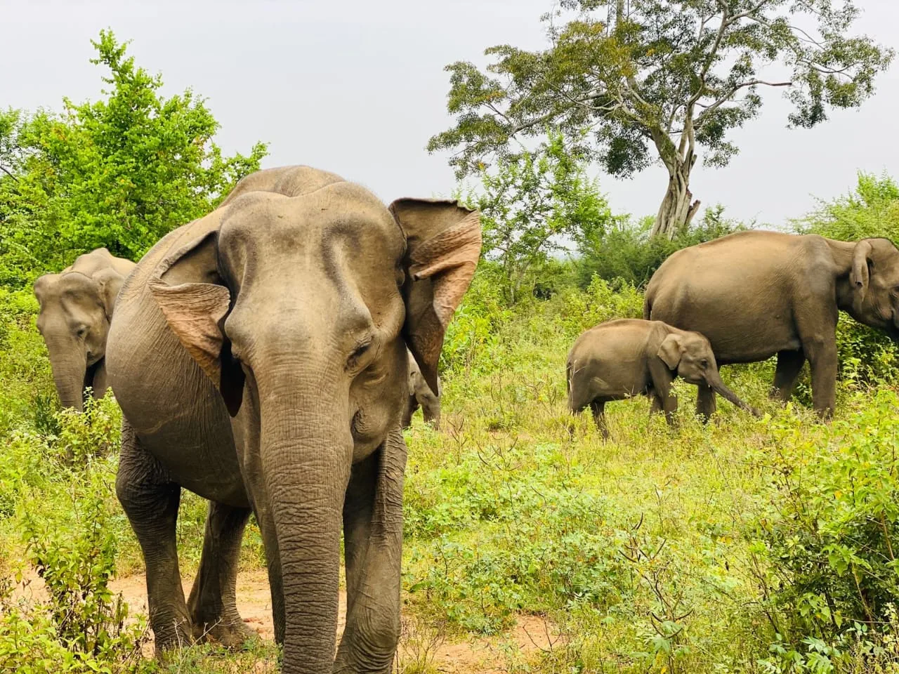 Udawalawe National Park Elephant