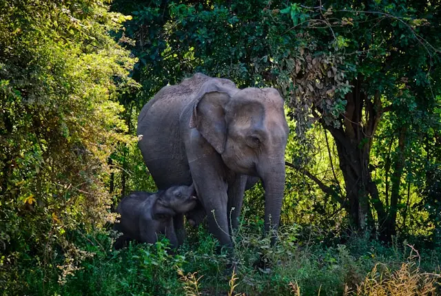 Baby Elephant in Udawalawe National Park