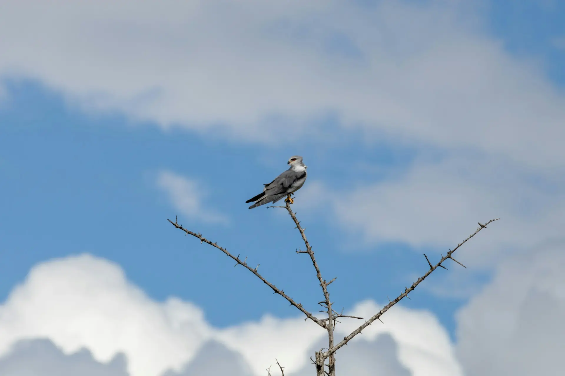 Black winged Kite