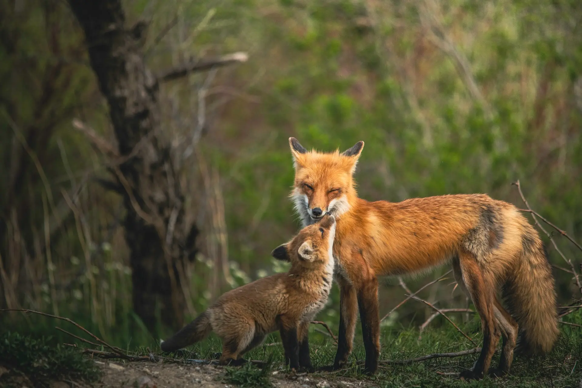 Canis aureus naria