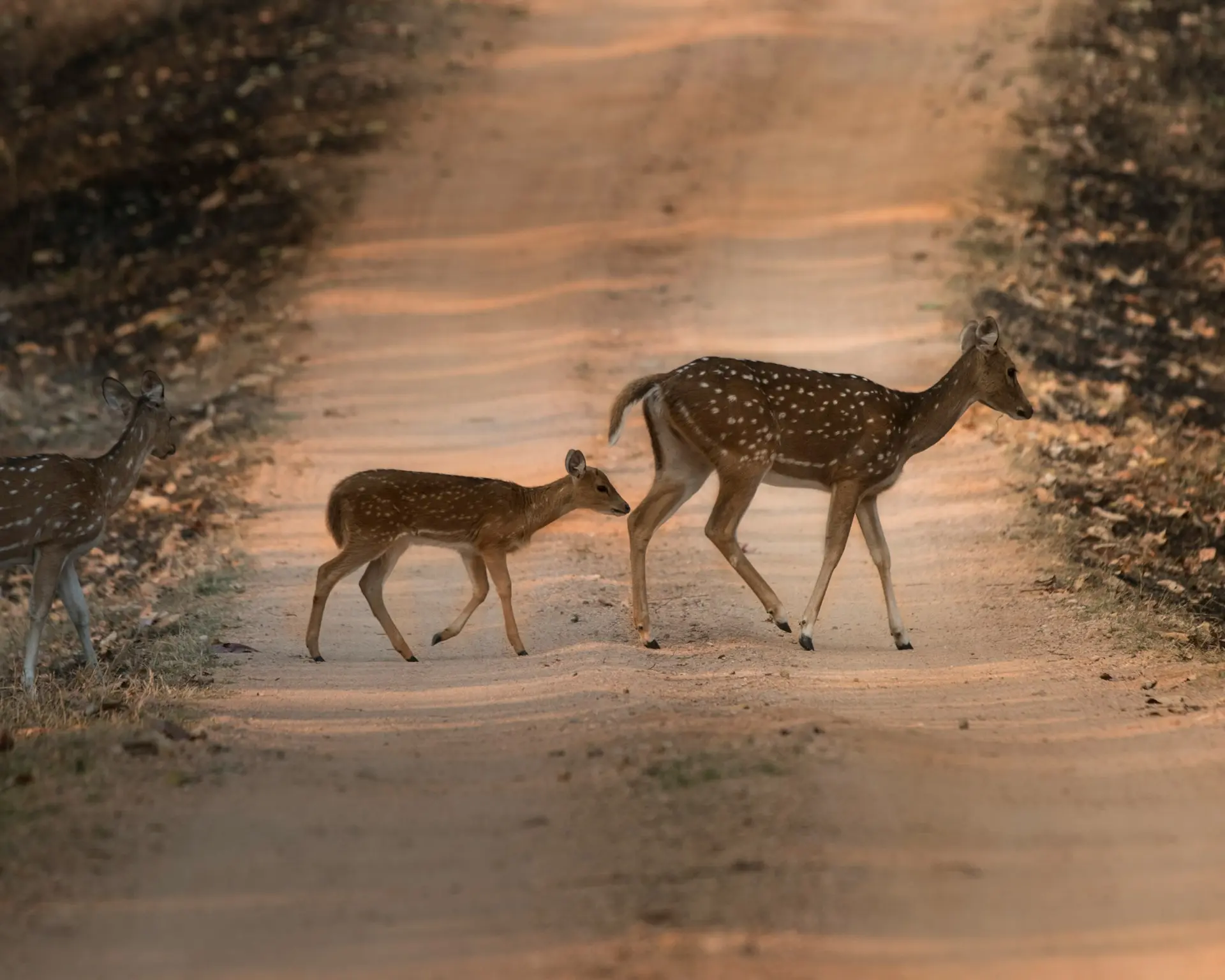 Deer udawalawe