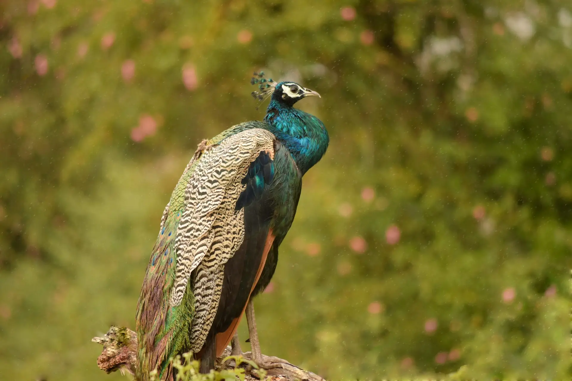 Indian Peafowl