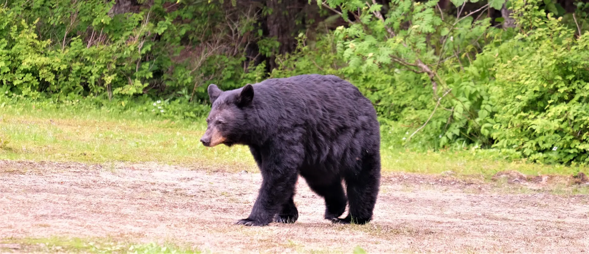 Melursus ursinus inornatus