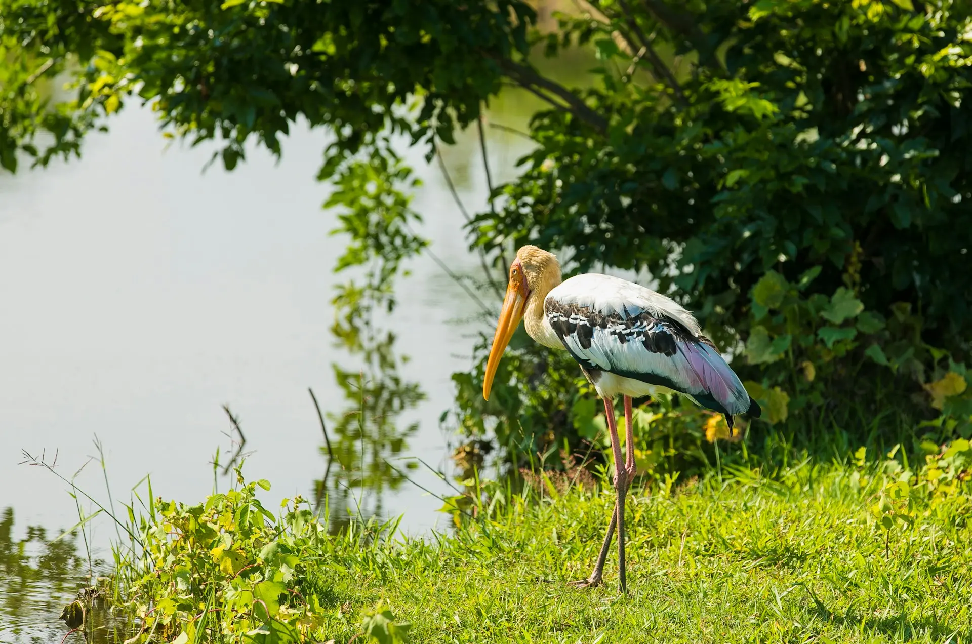 Painted Stork