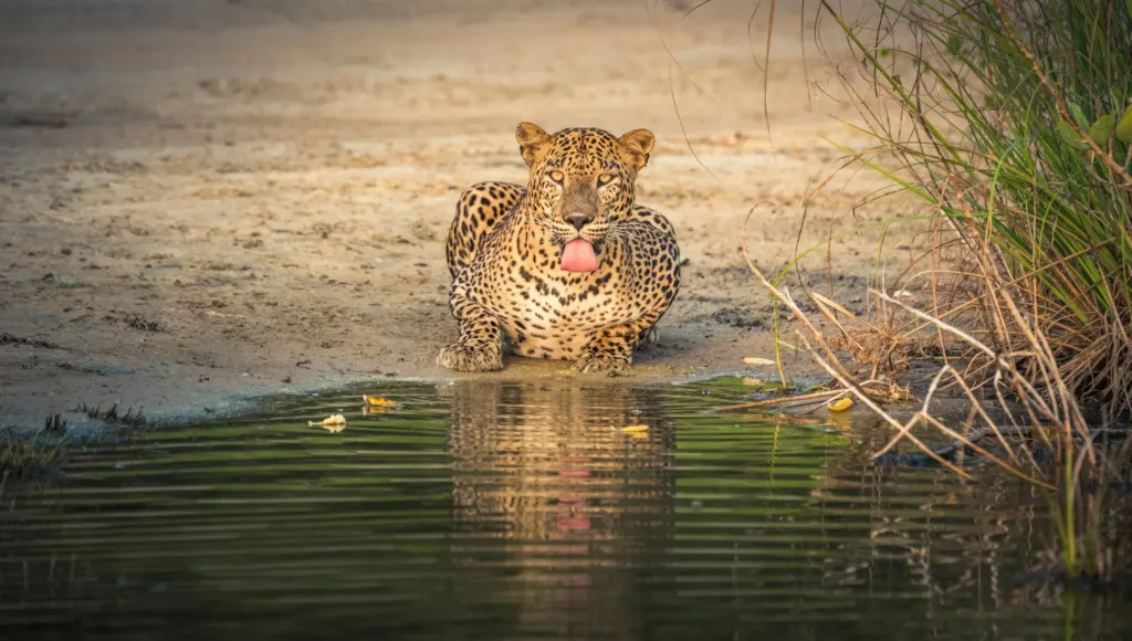 Panthera pardus kotiya