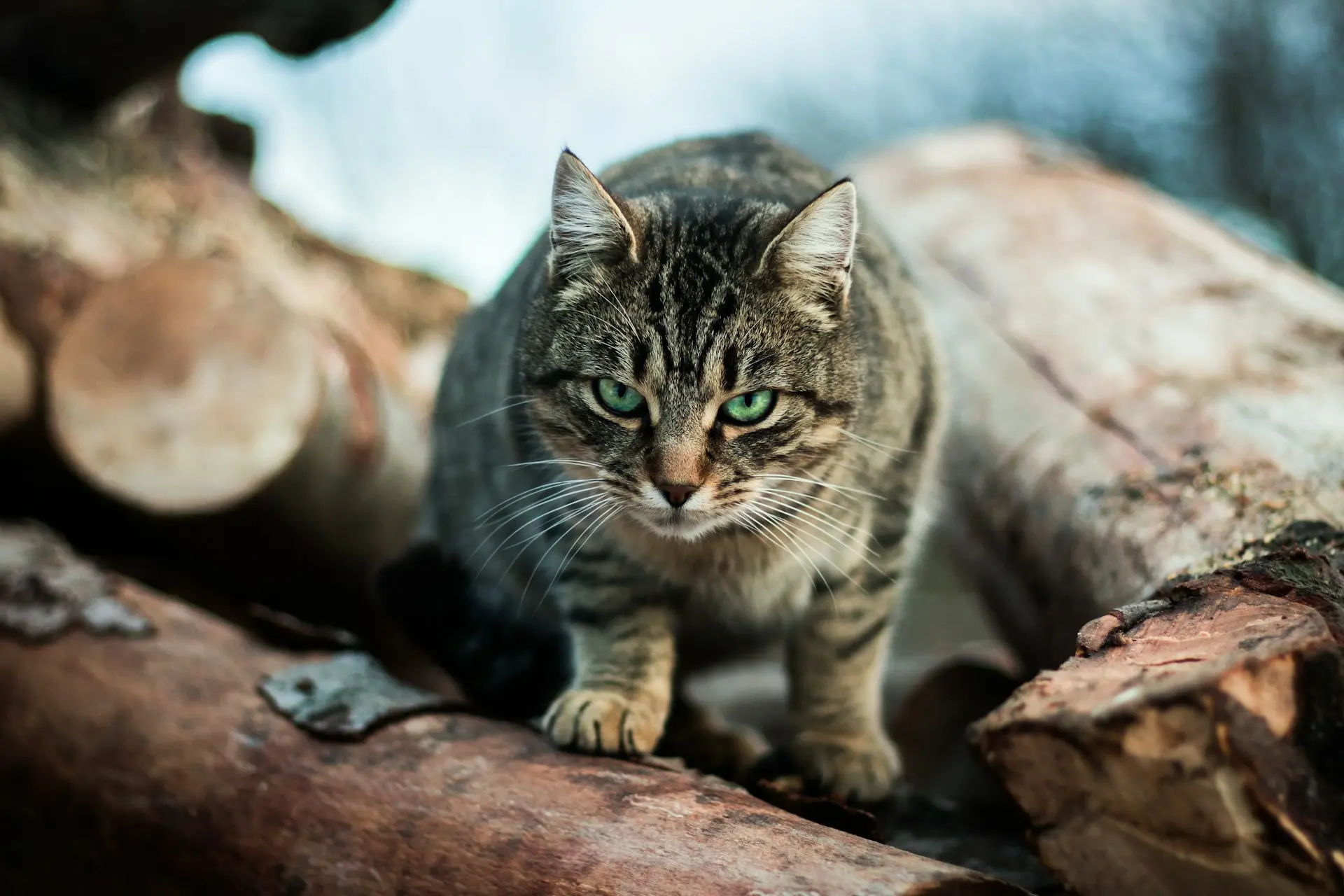 small wild cat