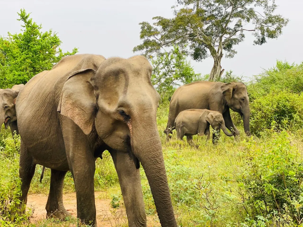 Elephants in udawalawa