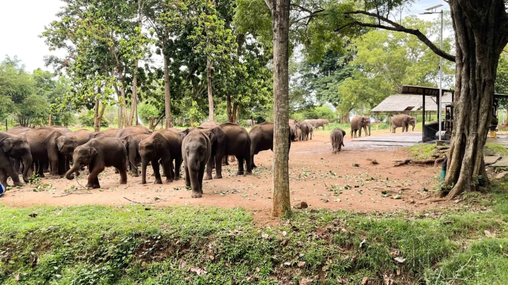 Elephant Transit Home