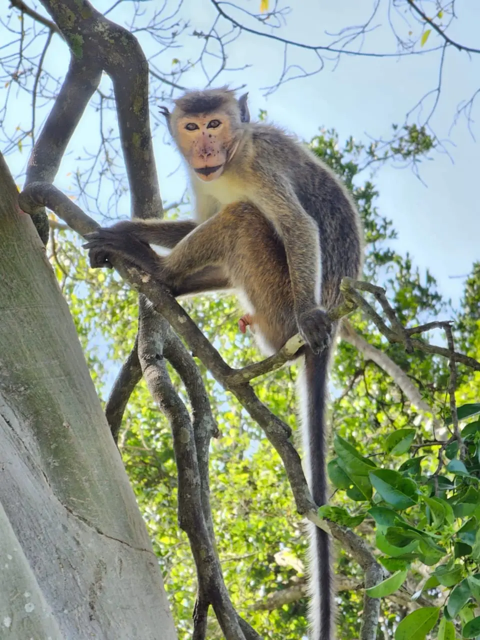 Money udawalawe national park