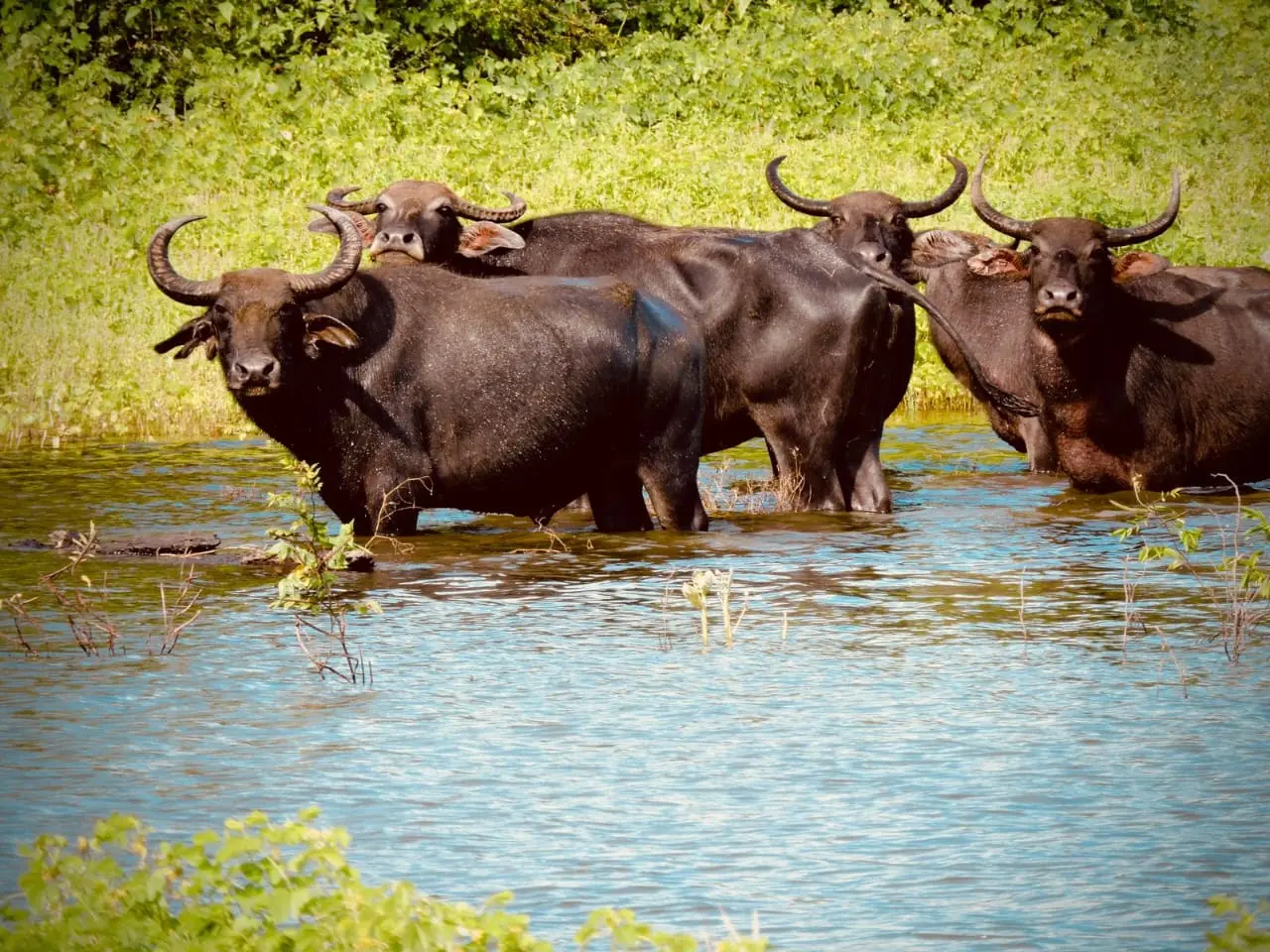 Water bufalows udawalawe