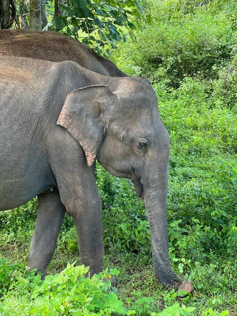baby elephants in udawalawe national park