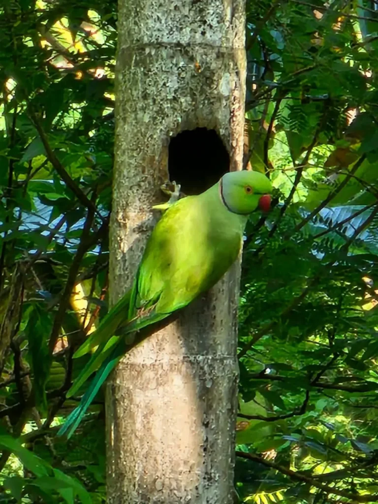 Bird photography udawalawe safari