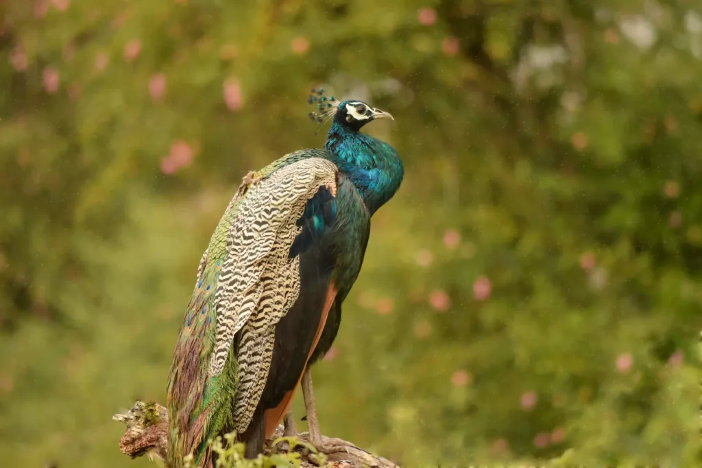 Indian Peafowl