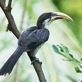 Sri Lanka grey hornbill