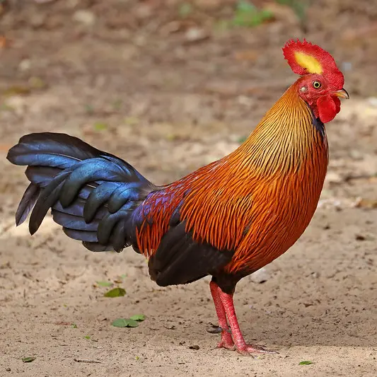 Sri Lanka junglefowl