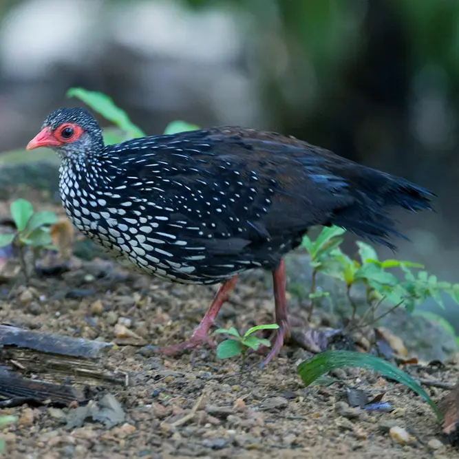 Sri Lanka spurfowl