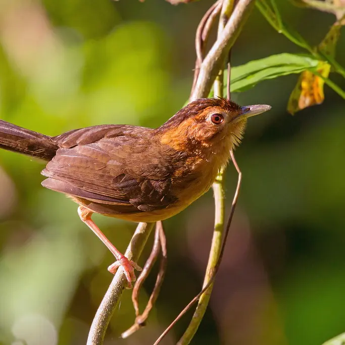 brown capped babbler