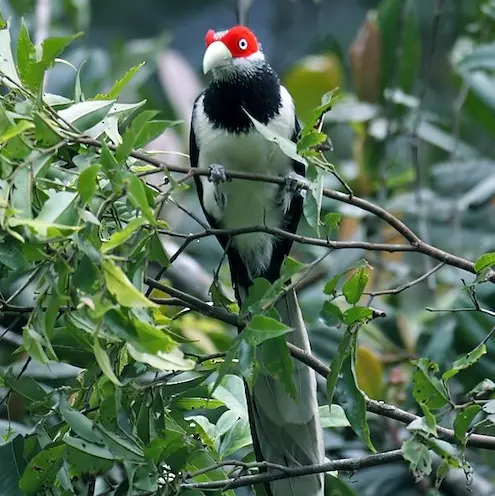 red faced malkoha
