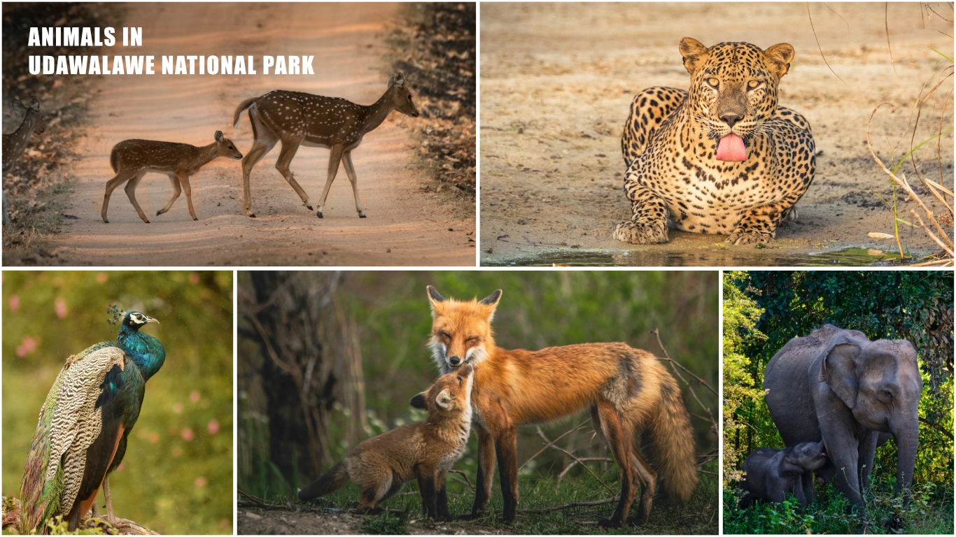 Animals in udawalawe national park