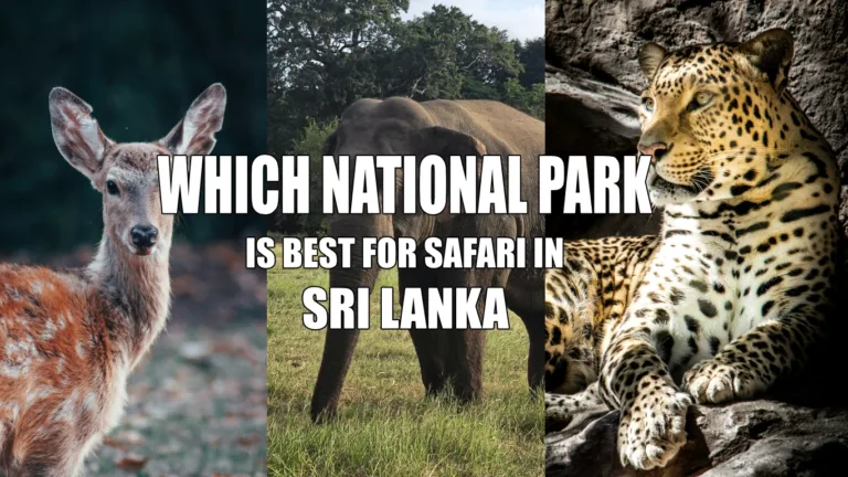 Best National Park for Safari in Sri Lanka